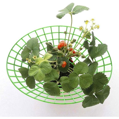 Strawberry Plant Support Cages, 10 pcs Climbing Rack Frame Holder for Balcony Garden Planting, Fruit Support