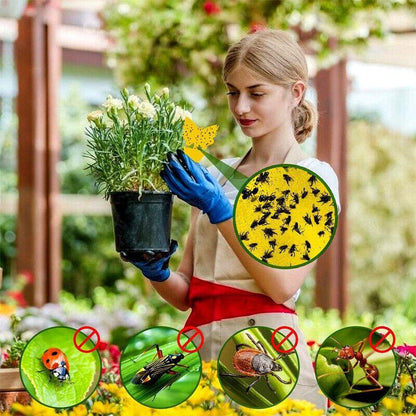 10X Dual Sided Sticky Trap Insect Killer Whitefly Thrip Fruit Fly Gnat - Butterfly 30PCS